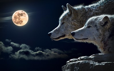 obraz na płótnie wilk